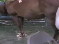 Mare day creampie
